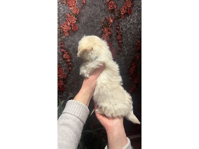 Цуценята Мальтійська болонка (Мальтезе) - Фото 4