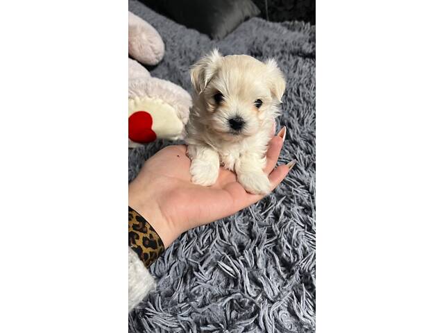 Цуценята Мальтійська болонка (Мальтезе) - Фото 6