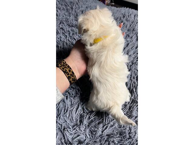 Цуценята Мальтійська болонка (Мальтезе) - Фото 5