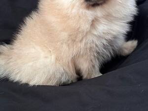 Цуценята мініки померанського шпіца