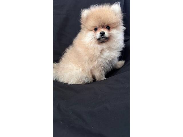 Цуценята мінікі померанського шпіца - Фото 1