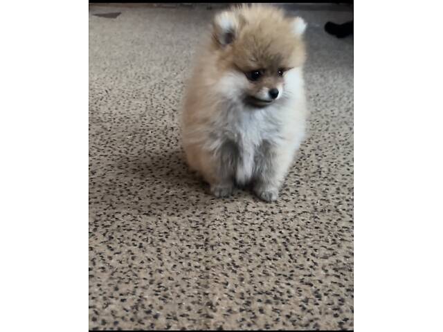 Цуценята мінікі померанського шпіца - Фото 3