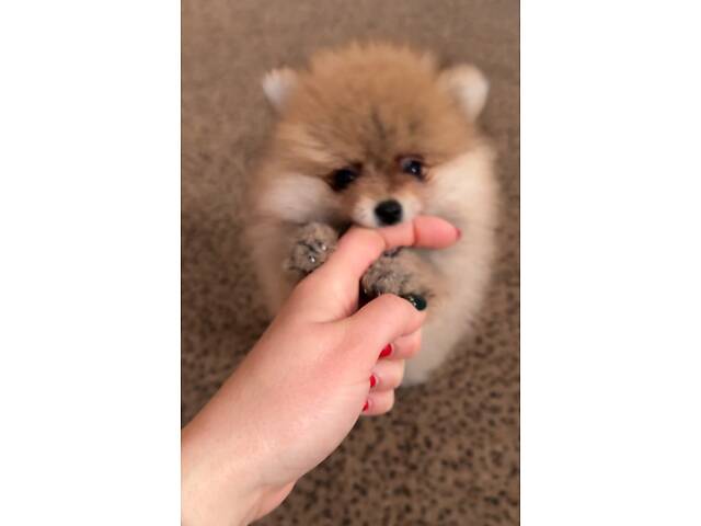 Цуценята мінікі померанського шпіца - Фото 4