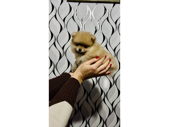 Цуценята мінікі померанського шпіца - Фото 5