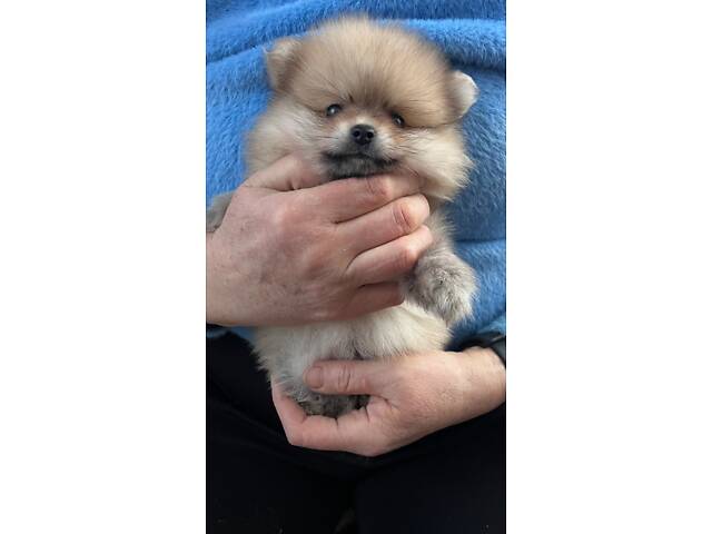 Цуценята мінікі померанського шпіца - Фото 8