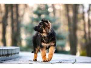 цуценята німецької вівчарки довгошерстої