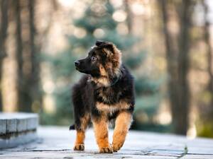 цуценята німецької вівчарки довгошерстої