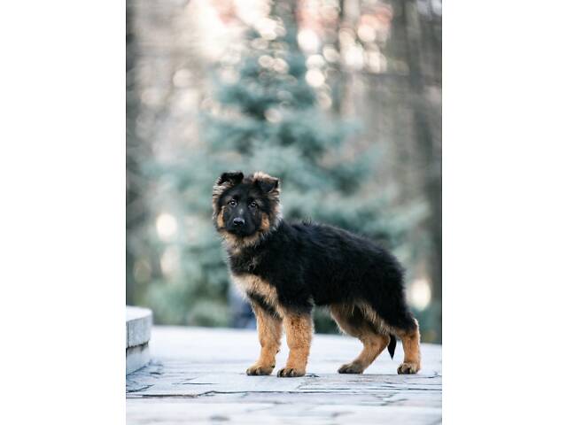 цуценята німецької вівчарки довгошерстої - Фото 2