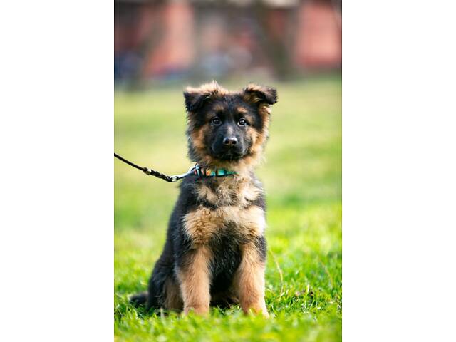 цуценята німецької вівчарки довгошерстої - Фото 3