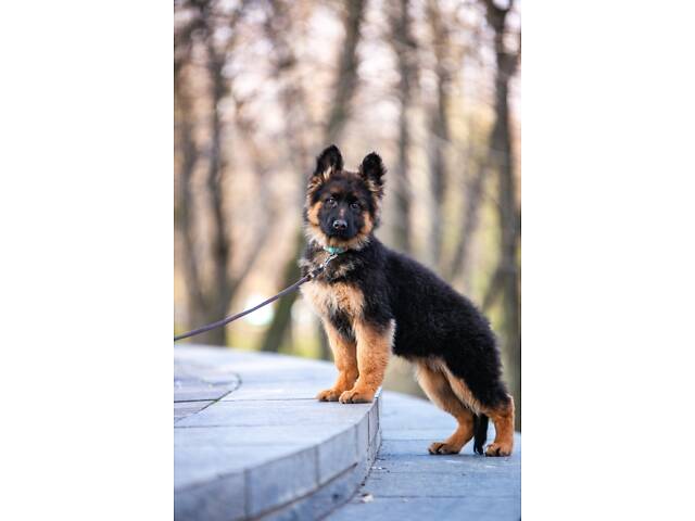 цуценята німецької вівчарки довгошерстої - Фото 4