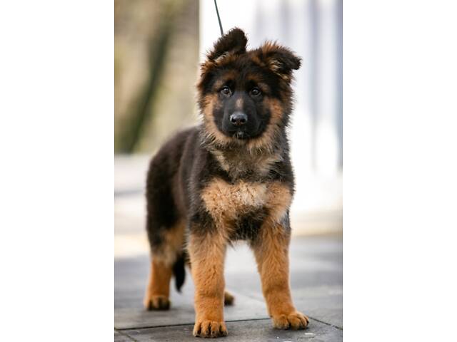 цуценята німецької вівчарки довгошерстої - Фото 5