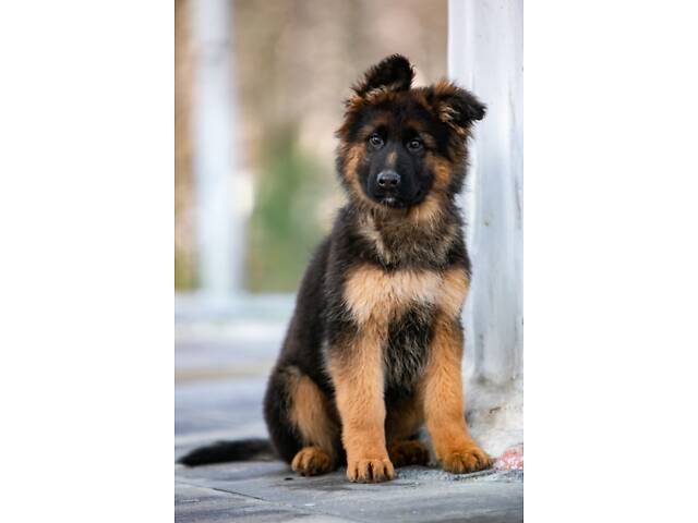 цуценята німецької вівчарки довгошерстої - Фото 6