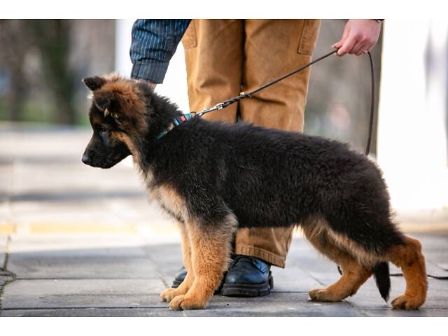 цуценята німецької вівчарки довгошерстої - Фото 7