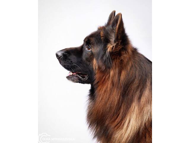 цуценята німецької вівчарки довгошерстої - Фото 8