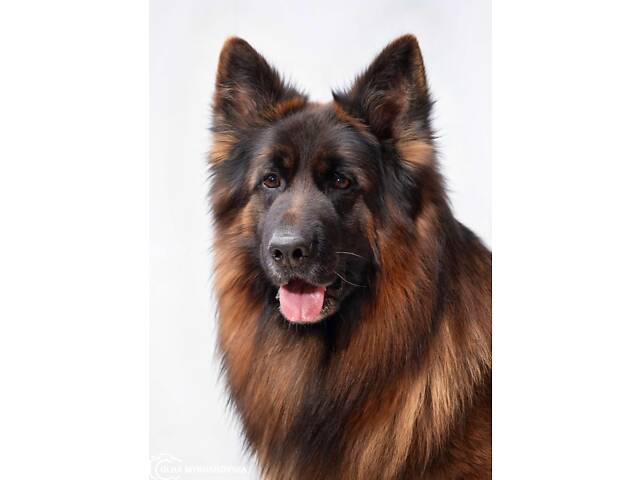 цуценята німецької вівчарки довгошерстої - Фото 9