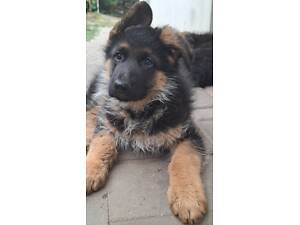 Цуценята німецької вівчарки