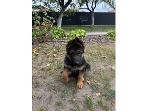 Цуценята німецької вівчарки