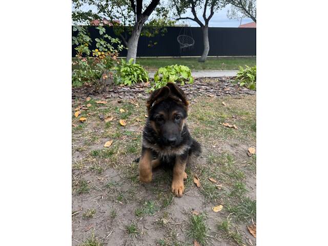 Цуценята німецької вівчарки - Фото 1