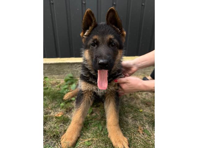 Цуценята німецької вівчарки - Фото 2