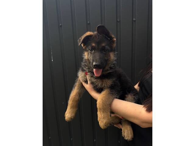 Цуценята німецької вівчарки - Фото 3