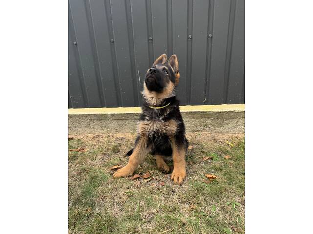 Цуценята німецької вівчарки - Фото 4