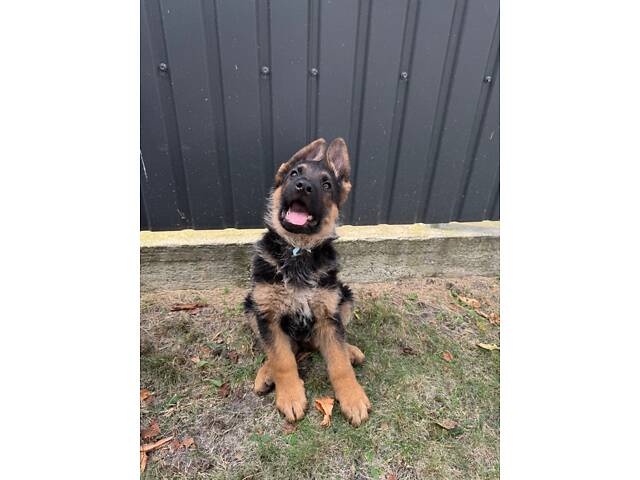 Цуценята німецької вівчарки - Фото 5