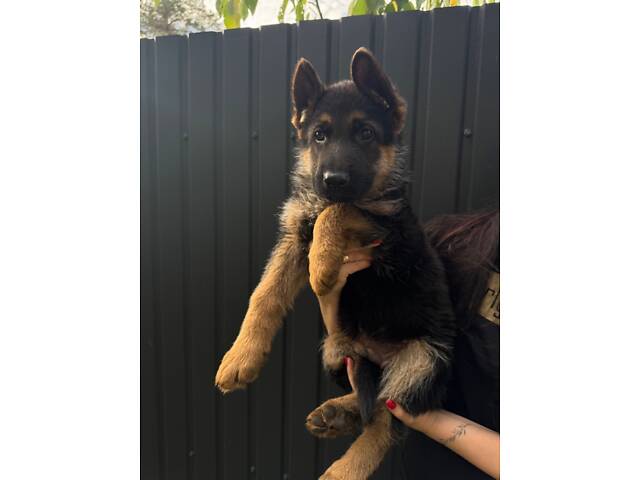 Цуценята німецької вівчарки - Фото 6