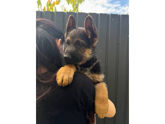 Цуценята німецької вівчарки - Фото 7