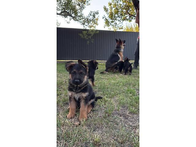 Цуценята німецької вівчарки - Фото 8