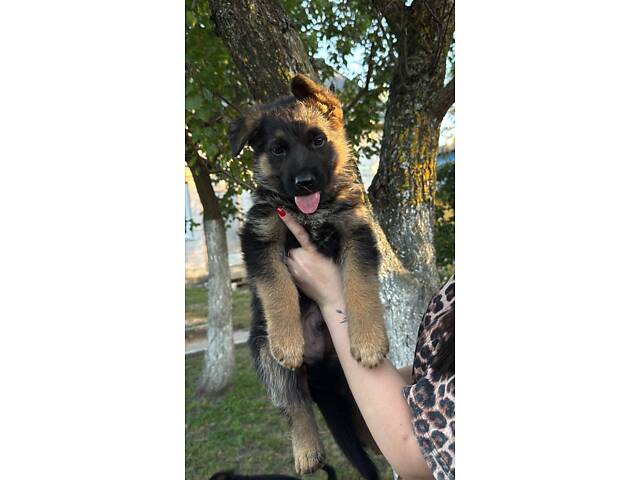 Цуценята німецької вівчарки - Фото 9