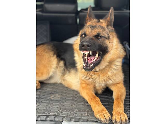 Цуценята німецької вівчарки - Фото 10