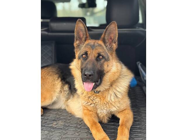 Цуценята німецької вівчарки - Фото 11