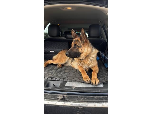 Цуценята німецької вівчарки - Фото 12