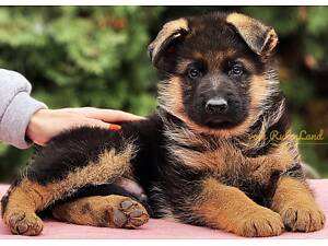 Цуценята Німецької Вівчарки (КСУ/FCI)