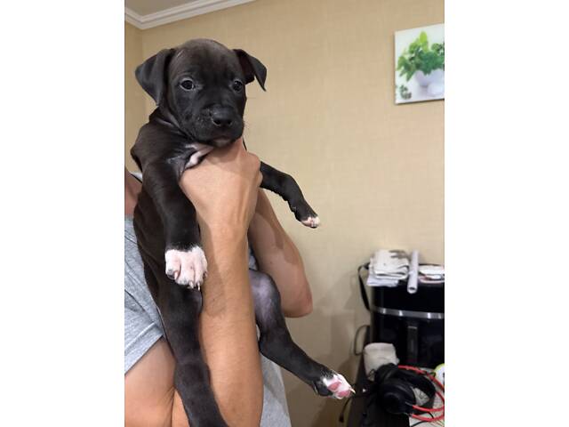 Цуценята пітбуля. - Фото 2