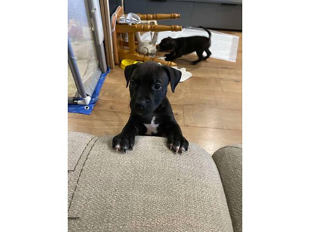 Цуценята пітбуля. - Фото 3