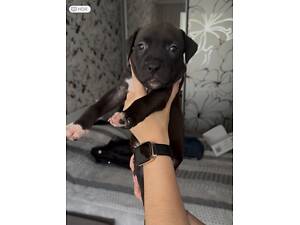 Цуценята пітбуля.