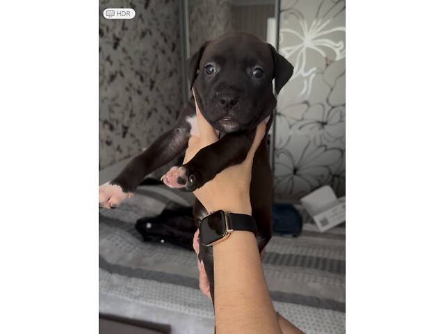 Цуценята пітбуля. - Фото 1