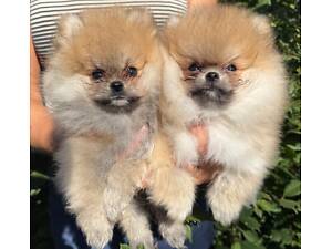 Цуценята померанського шпіца