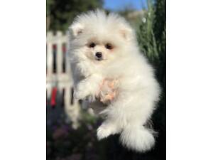 Цуценята померанського шпіца