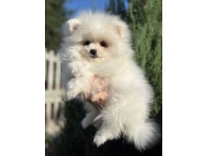 Цуценята померанського шпіца