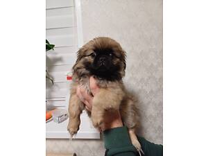 Цуценята породи пекінес міні та стандарт