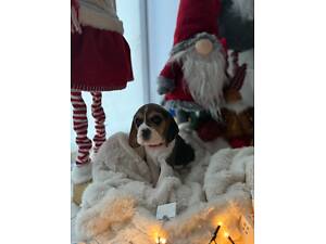 Цуценята породи Бігль