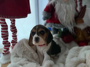 Цуценята породи Бігль