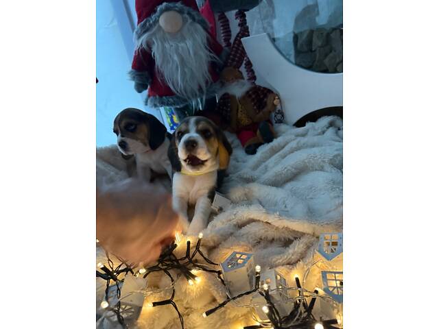 Цуценята породи Бігль - Фото 2