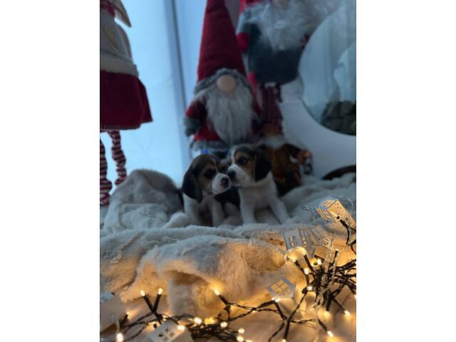 Цуценята породи Бігль - Фото 4