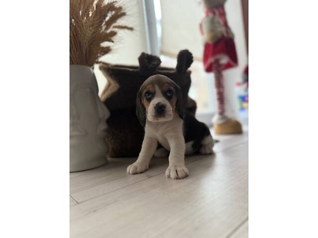 Цуценята породи Бігль - Фото 5