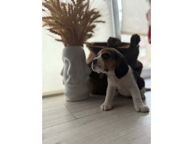 Цуценята породи Бігль - Фото 6