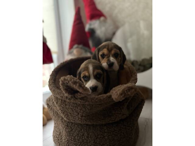 Цуценята породи Бігль - Фото 7