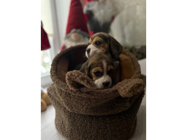 Цуценята породи Бігль - Фото 8